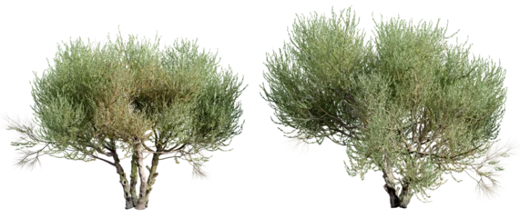 Fotobehang Old olive trees isolated on transparent background. Realistic 3D render. © schab