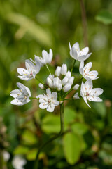White garlic (allium neapolitanum) flowers in bloom