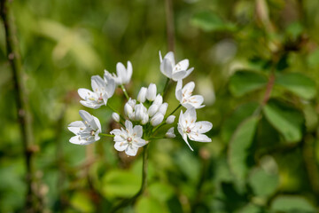 White garlic (allium neapolitanum) flowers in bloom