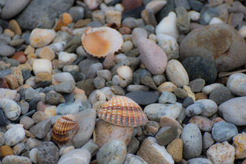 seashells on the beach