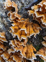 Turkey tail mushroom 