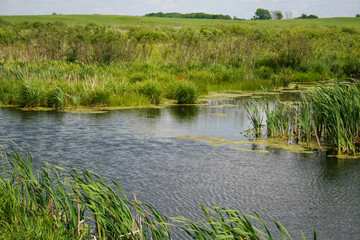 grass and water