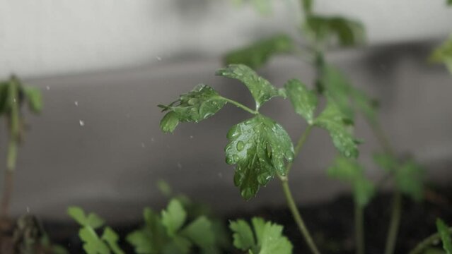 4k v&iacute;deo. Slow motion de persona regando planta de perejil en una maceta, dentro de casa con las gotas cayendo