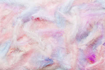 Close up to bright colorful feathers background. Colored feather background, top view