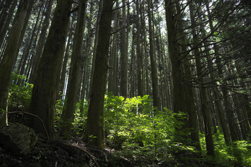 Obraz premium 森林