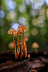 Mycena sp. Small mushrooms in a chestnut forest.