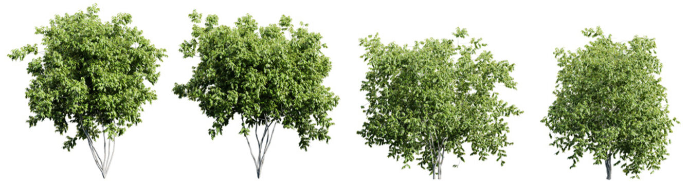 Collection of green trees isolated on transparent background. Realistic 3D render.