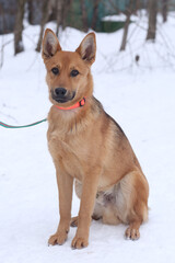 fawn dog full length photo on snowy white background