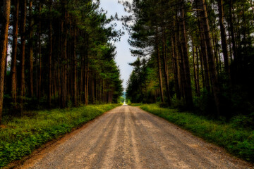 Fototapeta na wymiar Road in Dolly Sods in pine forest