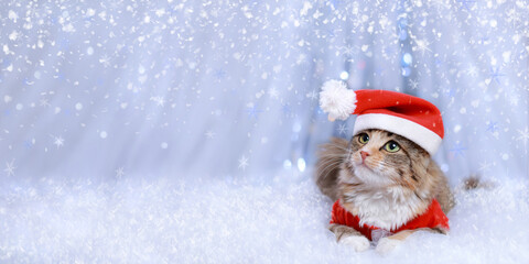 Cat on the white background. Beautiful holiday web banner with copy space. Portrait of a Kitten. Merry Christmas. Happy New Year. Cat in Santa costume. Snow falls. Christmas Cat card. 2023. Xmas