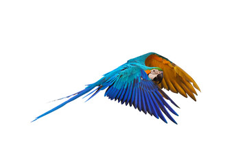 Colorful Blue and gold macaw parrot flying isolated on transparent background.