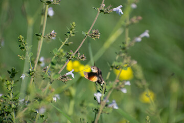 Hummingbird hawk-moth eating pollen from a flower in nature 3