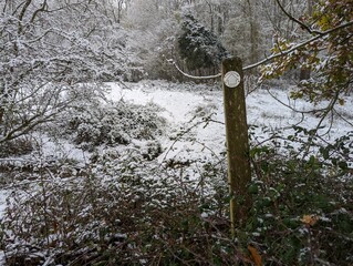 snow covered trees