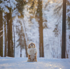 shih tzu dog stands in the snow in the forest in winter
