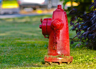 fire hydrant, red, on grass