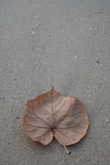 love-shaped dry leaves on the sand
