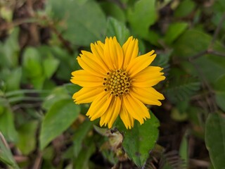 Wedelia flower (Sphagneticola trilobata) in the morning