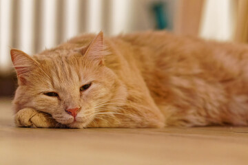 A Norwegian ginger cat lies lazily stretched out on the floor