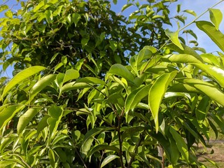 gaharu leaves (aquilaria malaccensis) in the morning