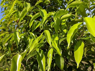 Agarwood leaf in the morning