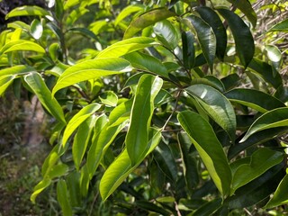 young gaharu leaves in the morning