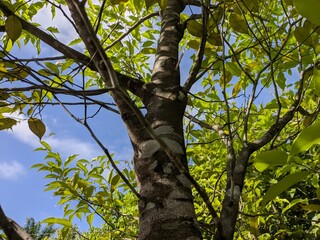 agarwood tree (Aquilaria malaccensis) in the morning