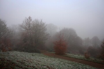 Misty alleys of Greenwich park by winter morning, London