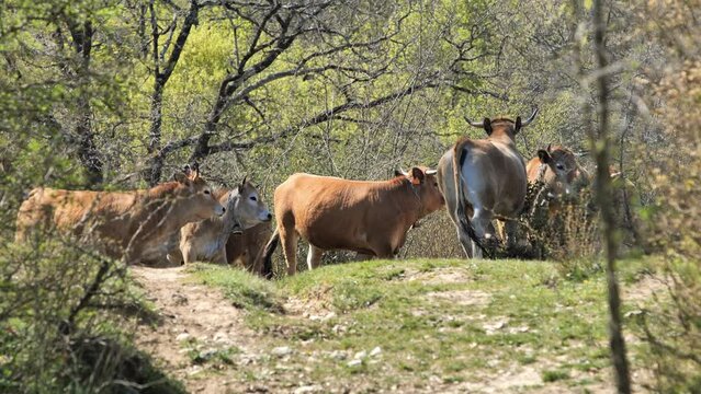 herd of cows running away in a forest France spring sunny day 