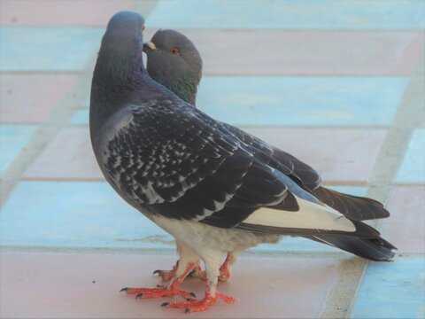 Pareja de pichones, palomas bes&aacute;ndose, d&iacute;a de los enamorados, 14 de Febrero