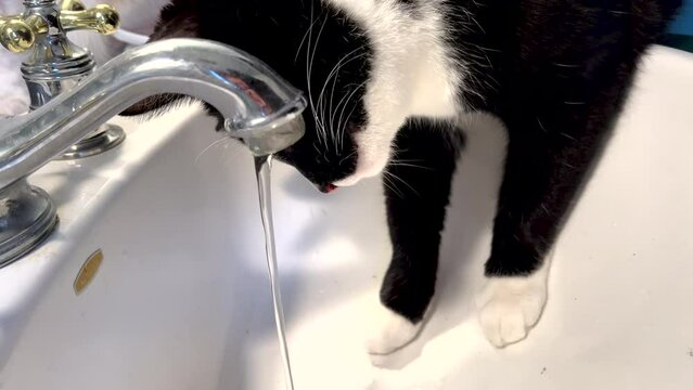 A tuxedo cat laps up water from a white porcelain sink bowl as his Brother watches on. The frisky kitty cat plays with the water with his paw and mouth. He looks at the camera and acts funny. 