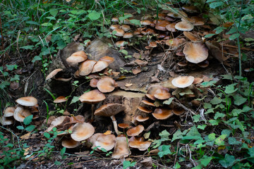 Mushrooms in the forest