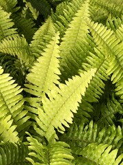 green Nephrolepis cordifolia leaves, flora and foliage