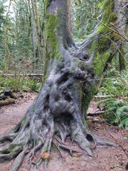 Tree trunk with unnerving and spooky shape in the pacific northwest