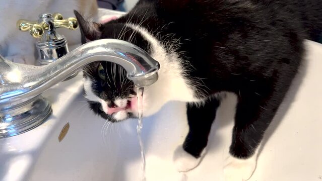 A tuxedo cat laps up water from a white porcelain sink bowl as his Brother watches on. The frisky kitty cat plays with the water with his paw and mouth. He looks at the camera and acts funny. 