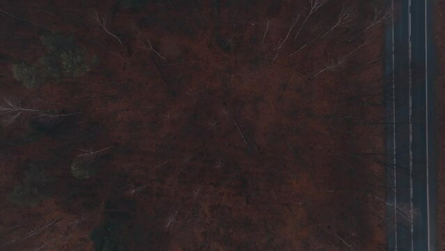 Aerial view of a road through a dark, misty forest, recorded from a drone. The concept of a gloomy mist-covered forest, grayish autumn forest seen from the air, drone.