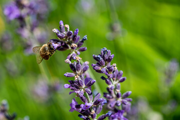 Bee on English Lavender, Lavandula angustifolia