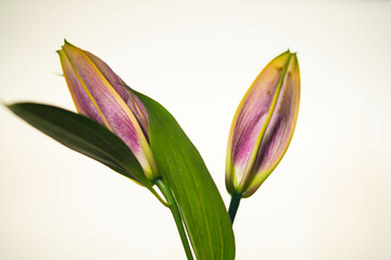 Fototapeta na wymiar Trumpet Lily, Lilium sp.