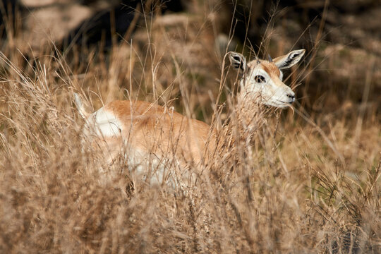 Young Dama Gazelle hiding behind tall grass