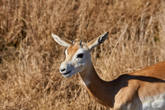 Profile close up of young Dama Gazelle 