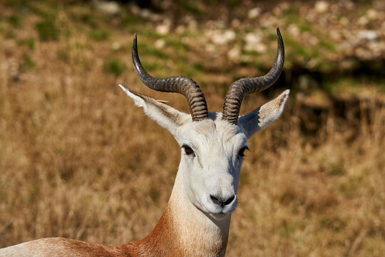 Head on frontal close up of Dama Gazelle with even horns