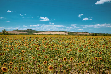 sunflowers
