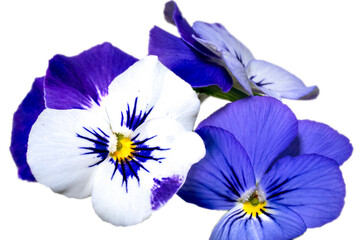 Wild Pansy, Viola tricolor