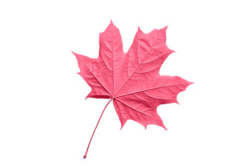 Pink, magenta or colar maple leaf isolated white background. Beautiful autumn maple leaf isolated on white. Fall leaf toned in trendy 2023 color.