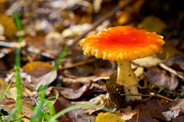 Colorful Forest Mushroom. A colorful, wild mushroom growing in a damp Pacific Northwest forest.

