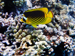 Red Sea raccoon butterflyfish -  (Chaetodon fasciatus)