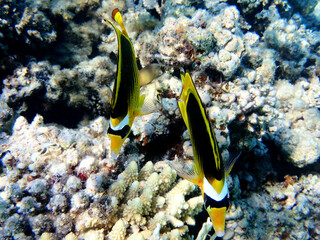 Red Sea raccoon butterflyfish -  (Chaetodon fasciatus) © Kolevski.V