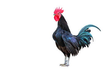 Beautiful Rooster isolate on transparent background.