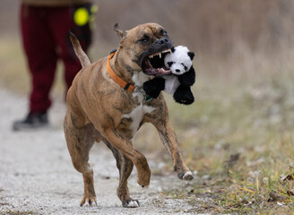 A brown brindle boxer bulldog running and playing carrying a stuffed black and white panda bear toy. The bully mastiff pet dog is off leash and is running free with a person walking on a trail.  