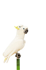 Cockatoo parrot perched on a branch isolated on transparent background png file	