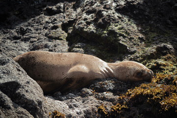 island sea lion